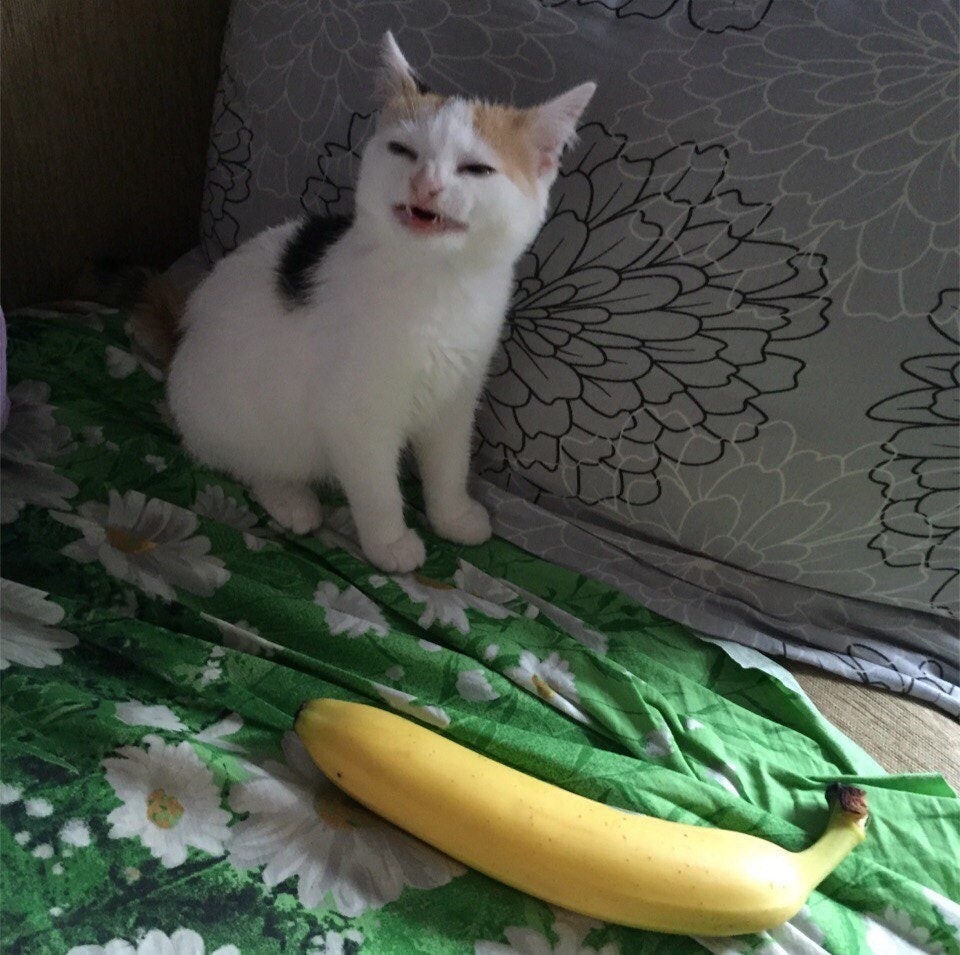 he no like the banana